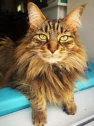Lost Male Cat last seen Greys Harbor apmts at Lake Norman near the playground, Huntersville, NC 28078