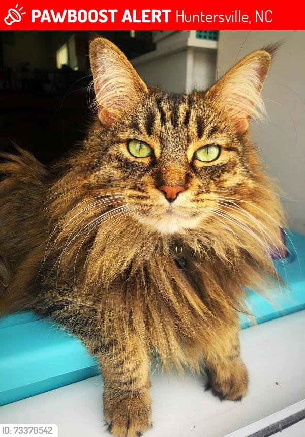Lost Male Cat last seen Greys Harbor apmts at Lake Norman near the playground, Huntersville, NC 28078