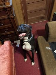 Reunited Male Dog last seen Parker and whitehorse, Greenville, SC 29617