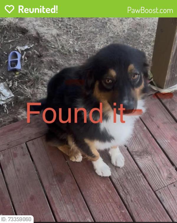 Reunited Female Dog last seen Bradshaw animal shelter, Sacramento County, CA 95829