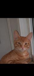 Lost Male Cat last seen Harding High School, Bridgeport, CT 06610