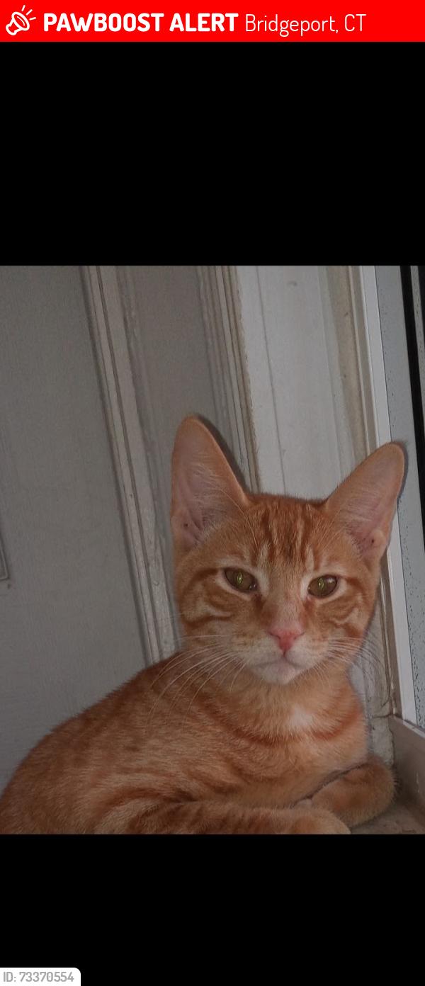 Lost Male Cat last seen Harding High School, Bridgeport, CT 06610