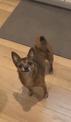 Reunited Female Dog last seen Cedar Valley & Creatwood Neighborhood, Smyrna, GA 30080