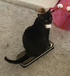 Reunited Female Cat last seen Argonaut Dr, Durham, NC 27705