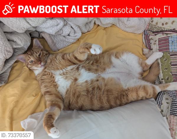 Lost Male Cat last seen Richardson and Fruitville, Sarasota County, FL 34232