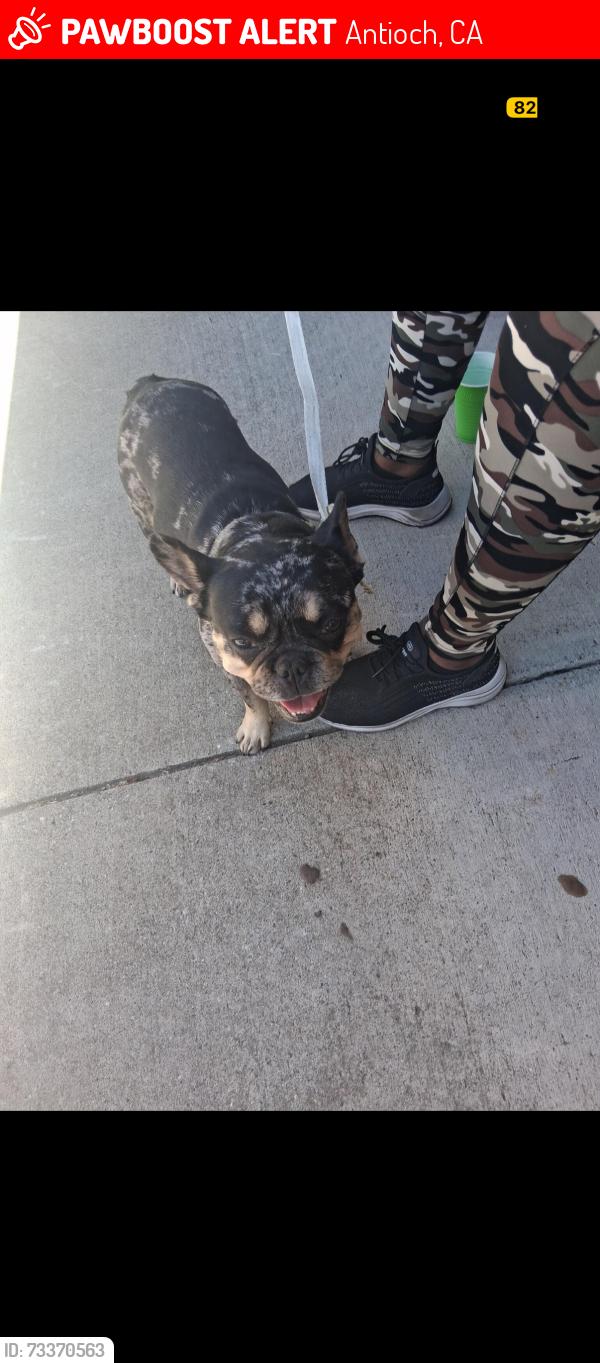 Lost Female Dog last seen Spoiled st, Antioch, CA 94509