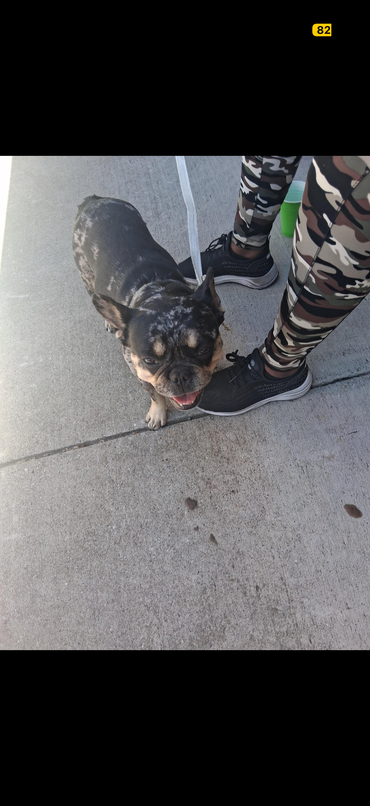 Lost Female Dog last seen Spoiled st, Antioch, CA 94509