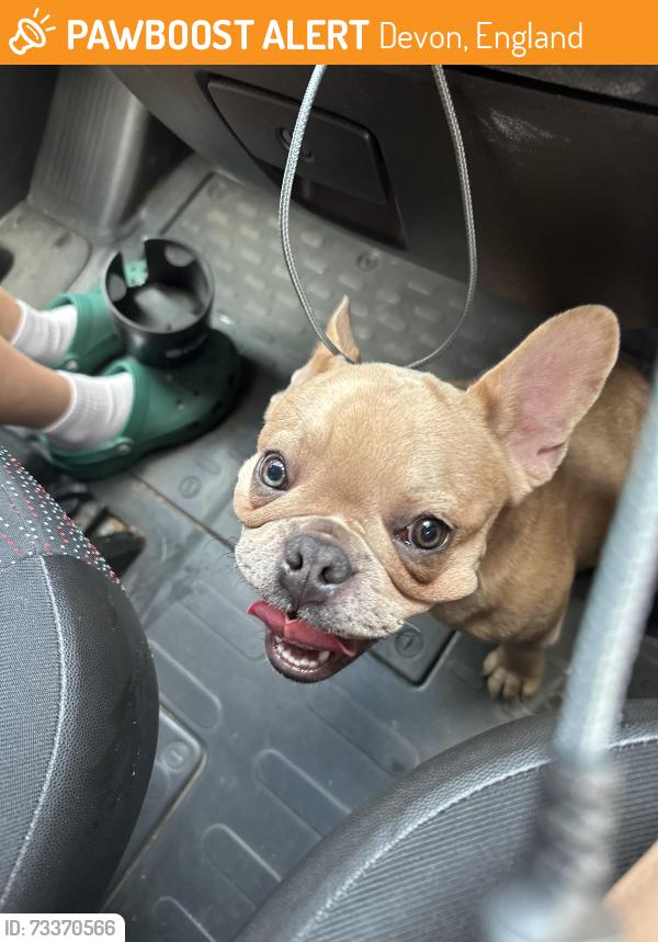 Found/Stray Female Dog last seen Old mill close, ex24bw, Devon, England 