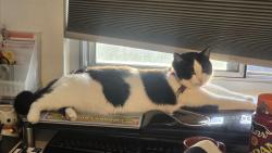 Reunited Male Cat last seen Geddes ct and greendale drive, South San Francisco, CA 94080