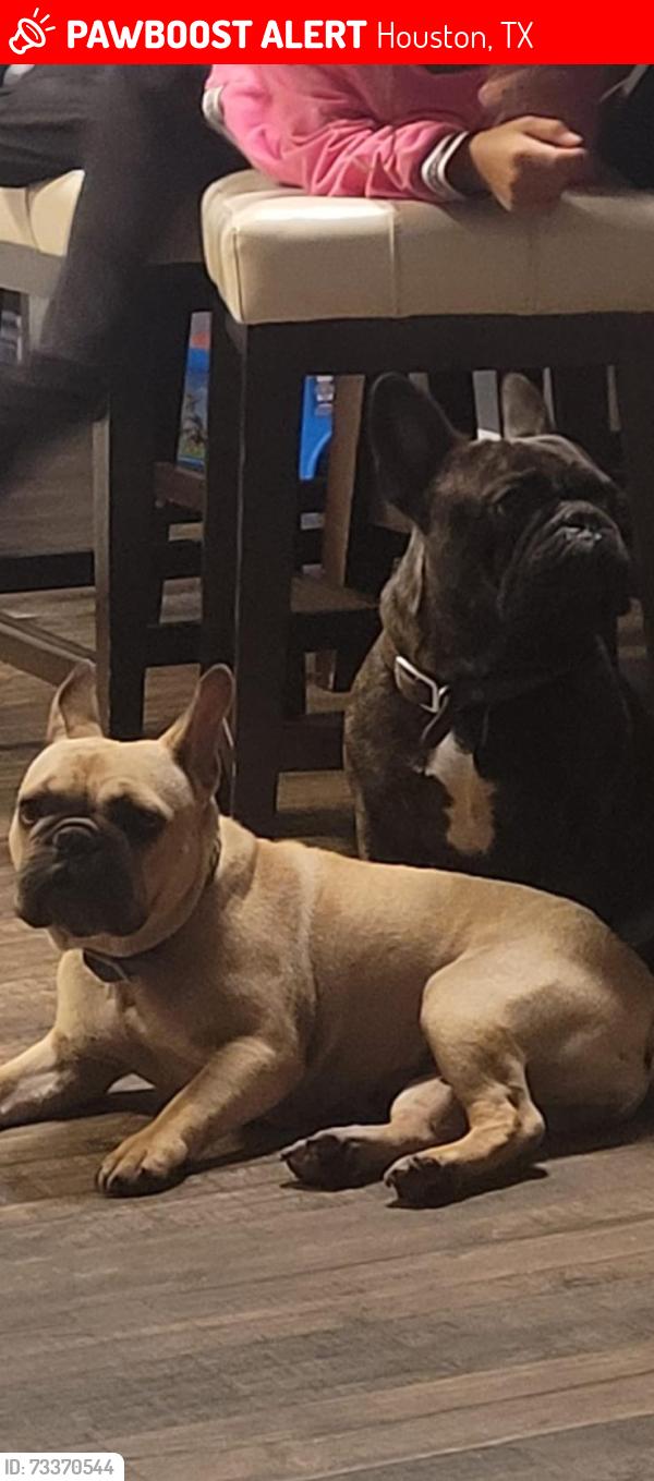 Lost Female Dog last seen Northridge Drive, Houston, TX 77033