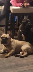 Lost Female Dog last seen Northridge Drive, Houston, TX 77033