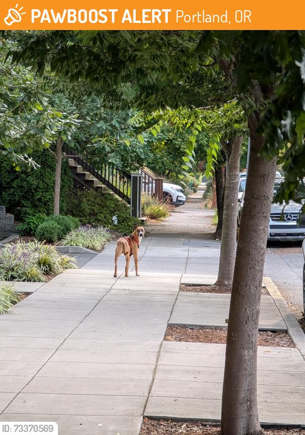 Found/Stray Male Dog last seen Williams and Tillamook, Portland, OR 97227