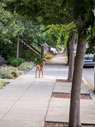 Found/Stray Male Dog last seen Williams and Tillamook, Portland, OR 97227