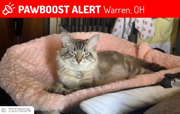 Lost Male Cat last seen McGuffey PK-8 School, Warren, OH 44485