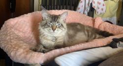Lost Male Cat last seen McGuffey PK-8 School, Warren, OH 44485