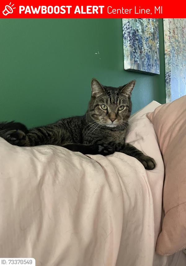 Lost Male Cat last seen Centerline high school, Center Line, MI 48015