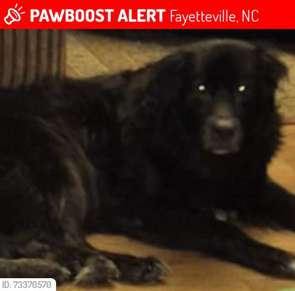 Lost Male Dog last seen Near bagdad rd Fayetteville nc 28306, Fayetteville, NC 28306