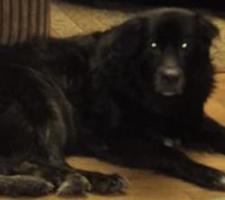 Lost Male Dog last seen Near bagdad rd Fayetteville nc 28306, Fayetteville, NC 28306