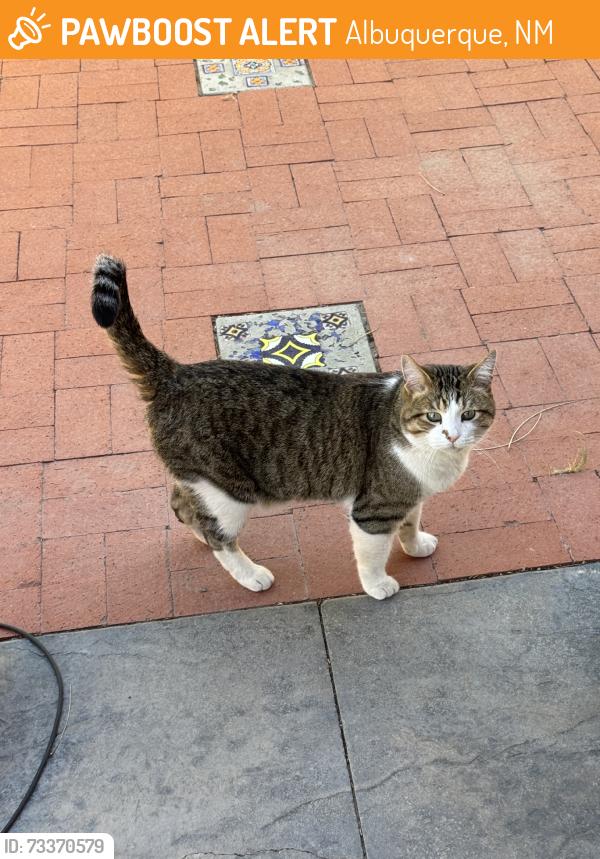 Found/Stray Female Cat last seen Candelaria, Albuquerque, NM 87107