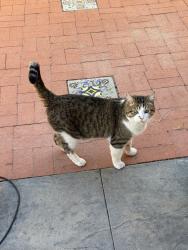 Found/Stray Female Cat last seen Candelaria, Albuquerque, NM 87107