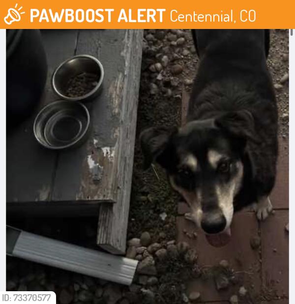 Found/Stray Unknown Dog last seen Chenango and Espana ct, Centennial, CO 80015