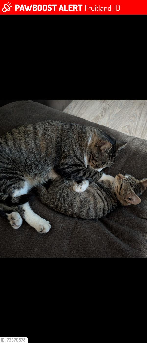 Lost Male Cat last seen N. Pennsylvania Ave, Fruitland, ID 83619