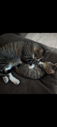 Lost Male Cat last seen N. Pennsylvania Ave, Fruitland, ID 83619