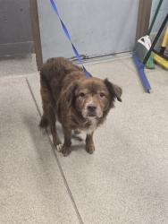 Shelter Stray Female Dog last seen Near BLOCK SHAWMUT ST, TALLAHASSEE FL 32305, 1125 Easterwood Dr, Tallahassee, FL 32311, USA