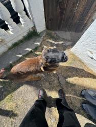 Lost Male Dog last seen 17th street Pittsburg Ca, Pittsburg, CA 94565