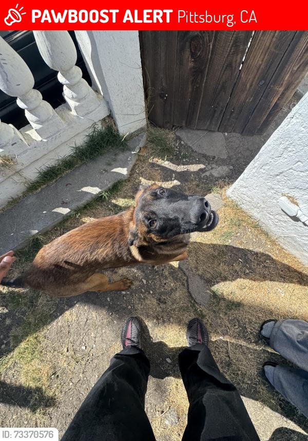 Lost Male Dog last seen 17th street Pittsburg Ca, Pittsburg, CA 94565
