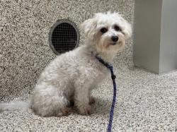 Shelter Stray Male Dog last seen , 3201 Lacy St, Los Angeles, CA 90031, USA