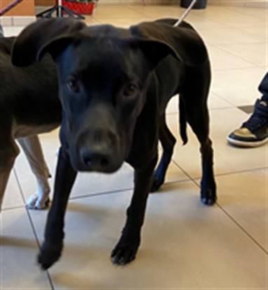 Shelter Stray Male Dog last seen SIMS PARK, 19640 Dogpatch Ln, Land O' Lakes, FL 34638, USA