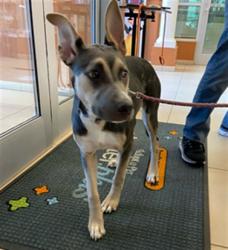 Shelter Stray Female Dog last seen SIMS PARK, 19640 Dogpatch Ln, Land O' Lakes, FL 34638, USA