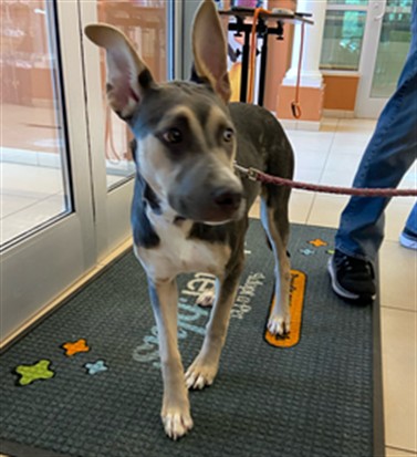 Shelter Stray Female Dog last seen SIMS PARK, 19640 Dogpatch Ln, Land O' Lakes, FL 34638, USA