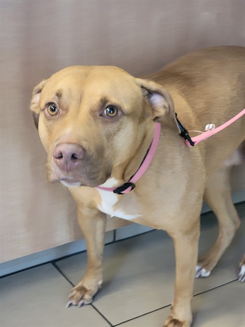 Shelter Stray Female Dog last seen LEMON STREET AND JAMES STREET, 19640 Dogpatch Ln, Land O' Lakes, FL 34638, USA