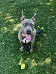 Shelter Stray Female Dog last seen , West Valley Animal Shelter, 20655 Plummer St, Chatsworth, CA 91311, USA