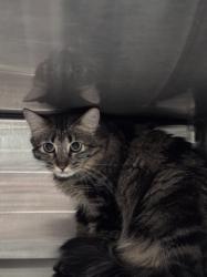 Shelter Stray Female Cat last seen , West Valley Animal Shelter, 20655 Plummer St, Chatsworth, CA 91311, USA