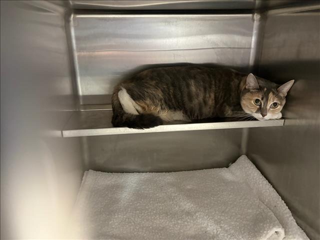 Shelter Stray Female Cat last seen , West Valley Animal Shelter, 20655 Plummer St, Chatsworth, CA 91311, USA