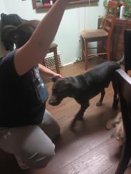 Lost Male Dog last seen Dort and Delaware, Flint, MI 48506