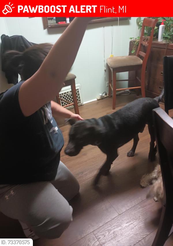 Lost Male Dog last seen Dort and Delaware, Flint, MI 48506