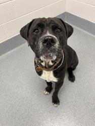 Shelter Stray Male Dog last seen Near, 5001 E Raymond St, Indianapolis, IN 46203, USA