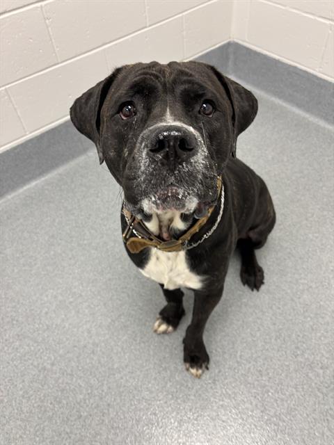 Shelter Stray Male Dog last seen Near, 5001 E Raymond St, Indianapolis, IN 46203, USA