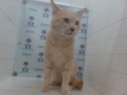 Shelter Stray Male Cat last seen , 2769 Conroy Rd, Orlando, FL 32839, USA