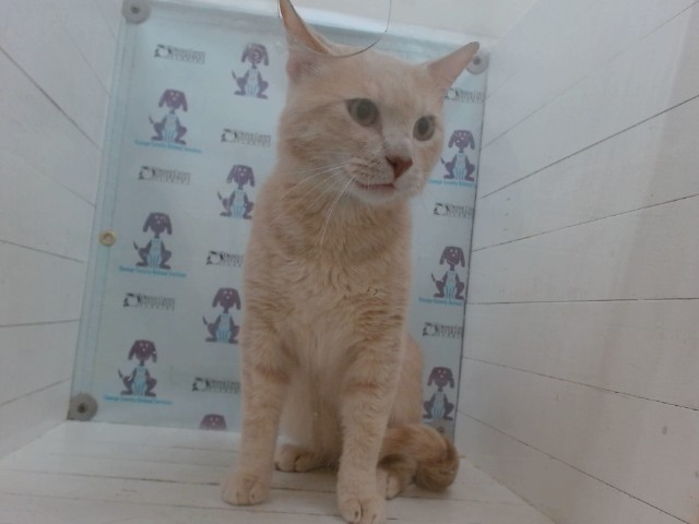 Shelter Stray Male Cat last seen , 2769 Conroy Rd, Orlando, FL 32839, USA
