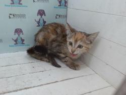 Shelter Stray Female Cat last seen , 2769 Conroy Rd, Orlando, FL 32839, USA