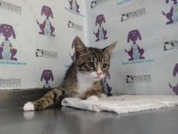 Shelter Stray Male Cat last seen , 2769 Conroy Rd, Orlando, FL 32839, USA
