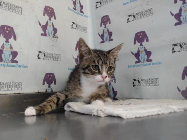 Shelter Stray Male Cat last seen , 2769 Conroy Rd, Orlando, FL 32839, USA