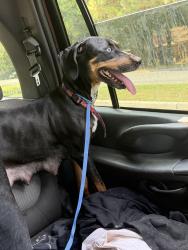 Reunited Female Dog last seen Exxon/711!next to sonic Holland road &Rosmont, Virginia Beach, VA 23453