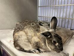 Shelter Stray Female Other last seen Near BLOCK PANORAMA DR, COLORADO SPRINGS, CO 80904, 610 Abbot Ln, Colorado Springs, CO 80905, USA