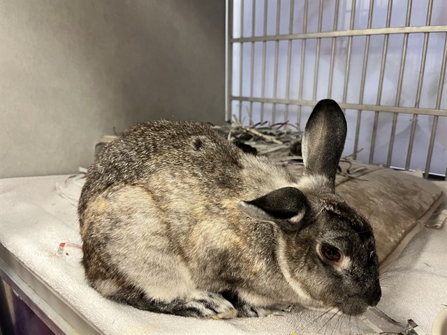 Shelter Stray Female Other last seen Near BLOCK PANORAMA DR, COLORADO SPRINGS, CO 80904, 610 Abbot Ln, Colorado Springs, CO 80905, USA